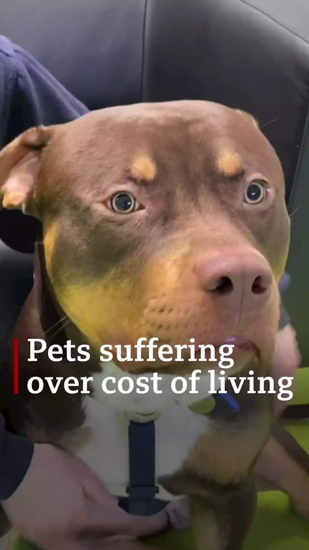 Pet adoptions suffering over cost of living