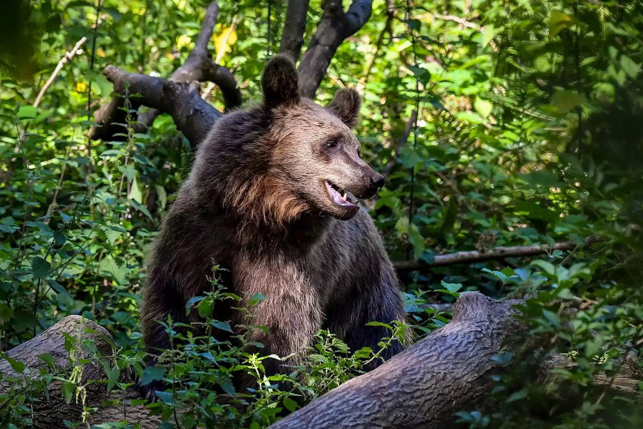 Problembär in Norditalien tot aufgefunden