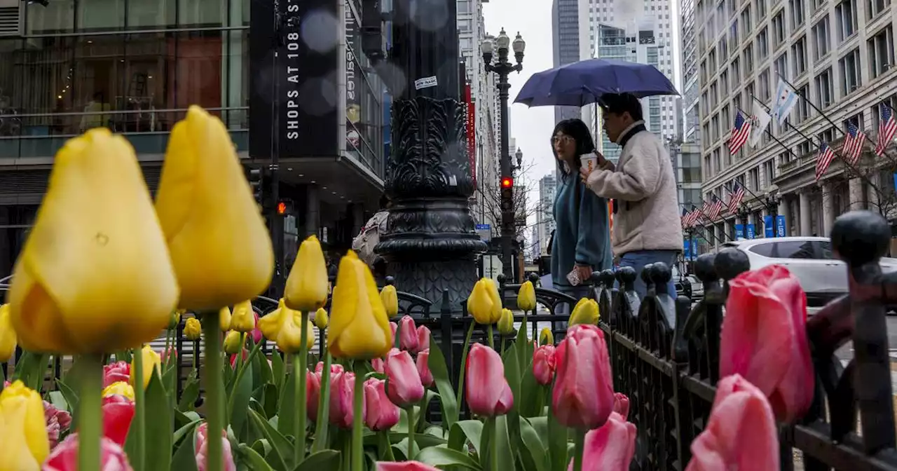 Chicago weather: ‘Chilly, cloudy and breezy’ Monday to start May