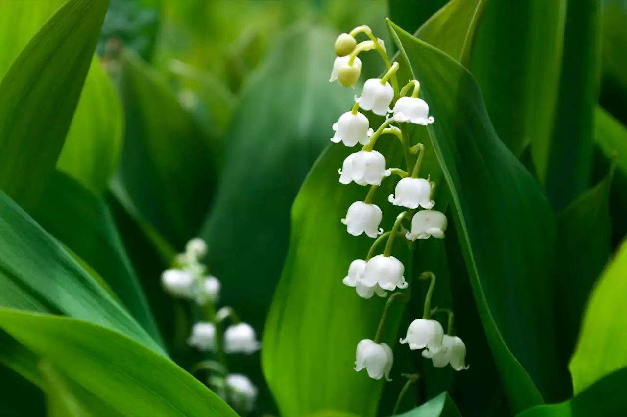 Muguet du 1er-Mai : pourquoi coûte-t-il plus cher cette année ?