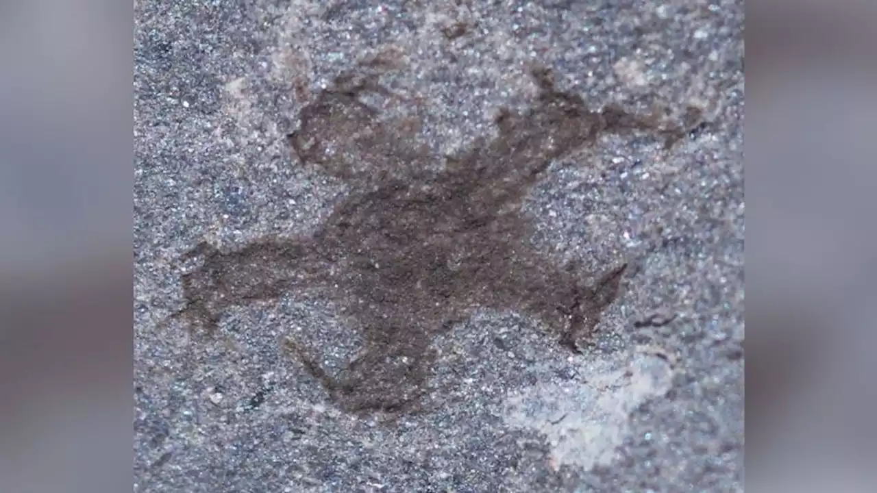 Unique fossil site discovered in Wales reveals early life forms | CNN