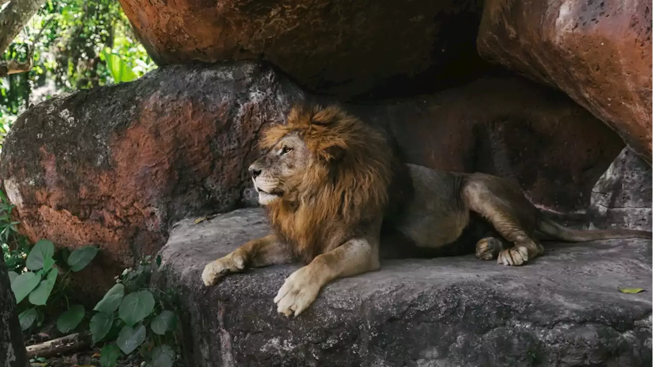 Palestinian boy mauled to death by lion in private Gaza zoo