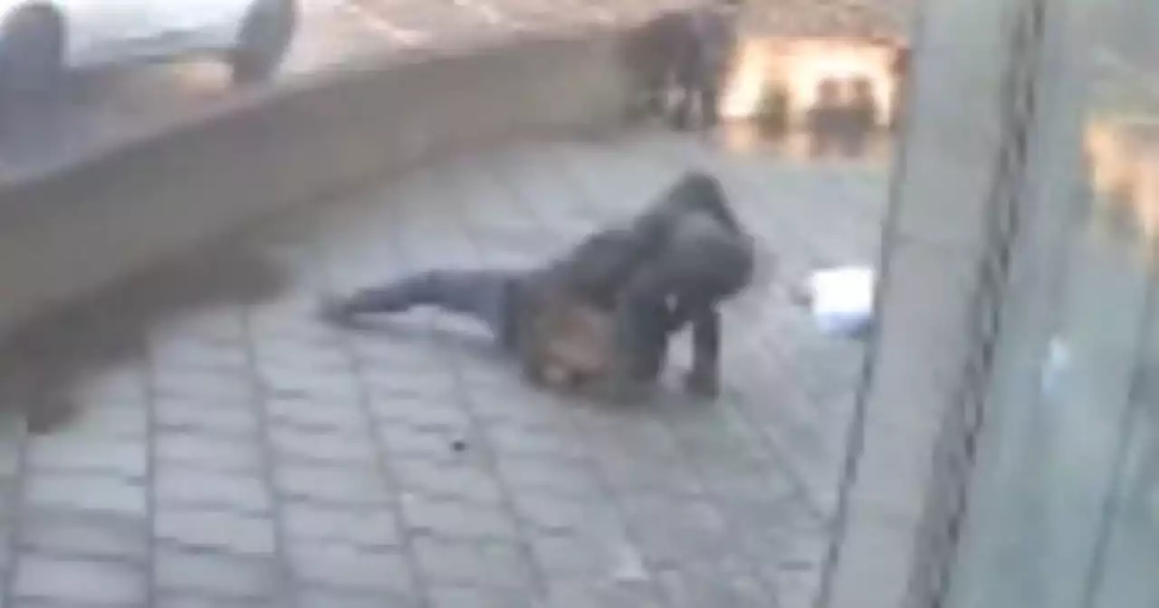 Man tackles huge German Shepherd to ground after it mauls wife in CCTV footage