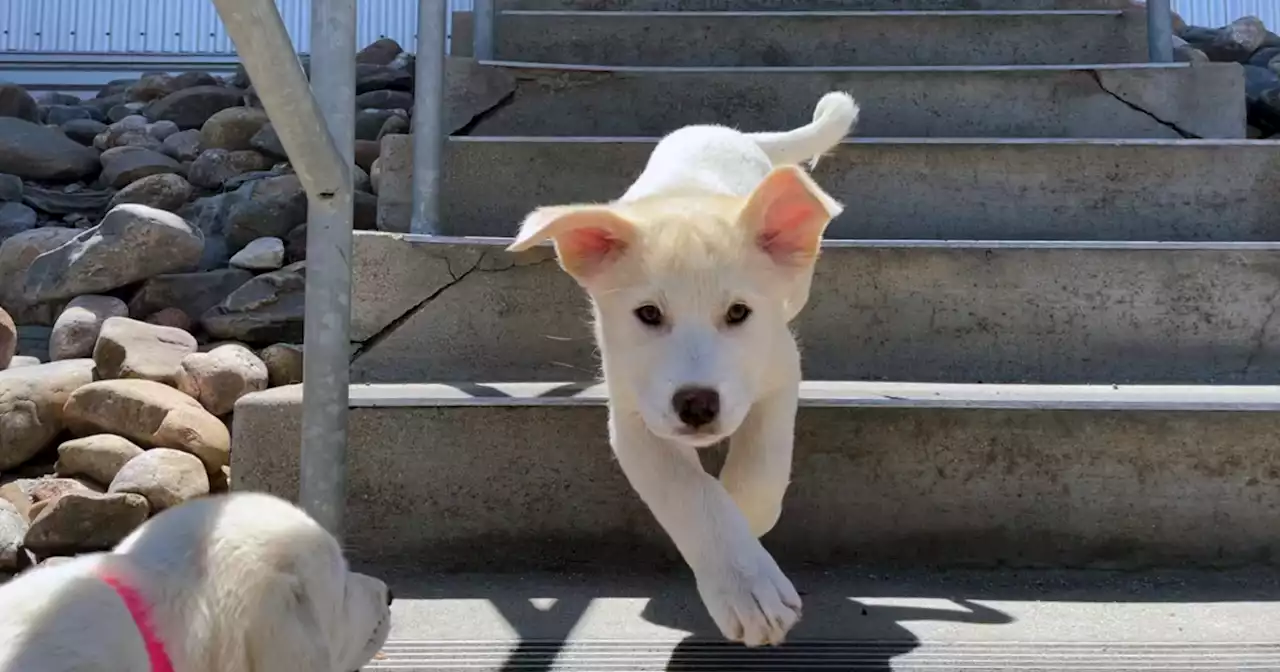 Photos: These lucky dogs are happy to be in Colorado!