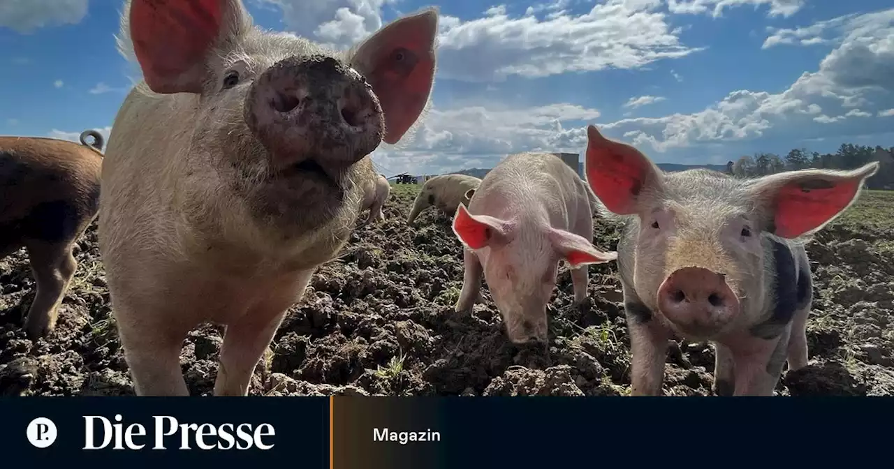 Die Suche nach dem glücklichen Schwein