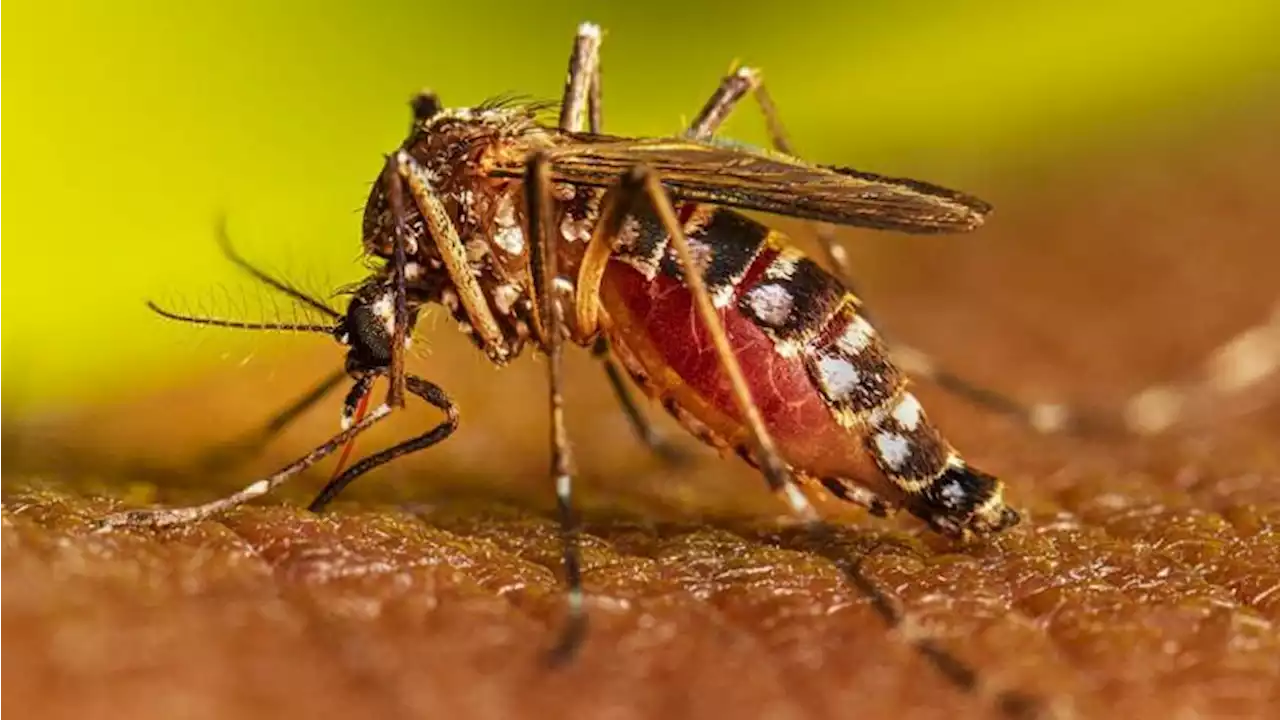 Aumentan casos de dengue en La Guajira