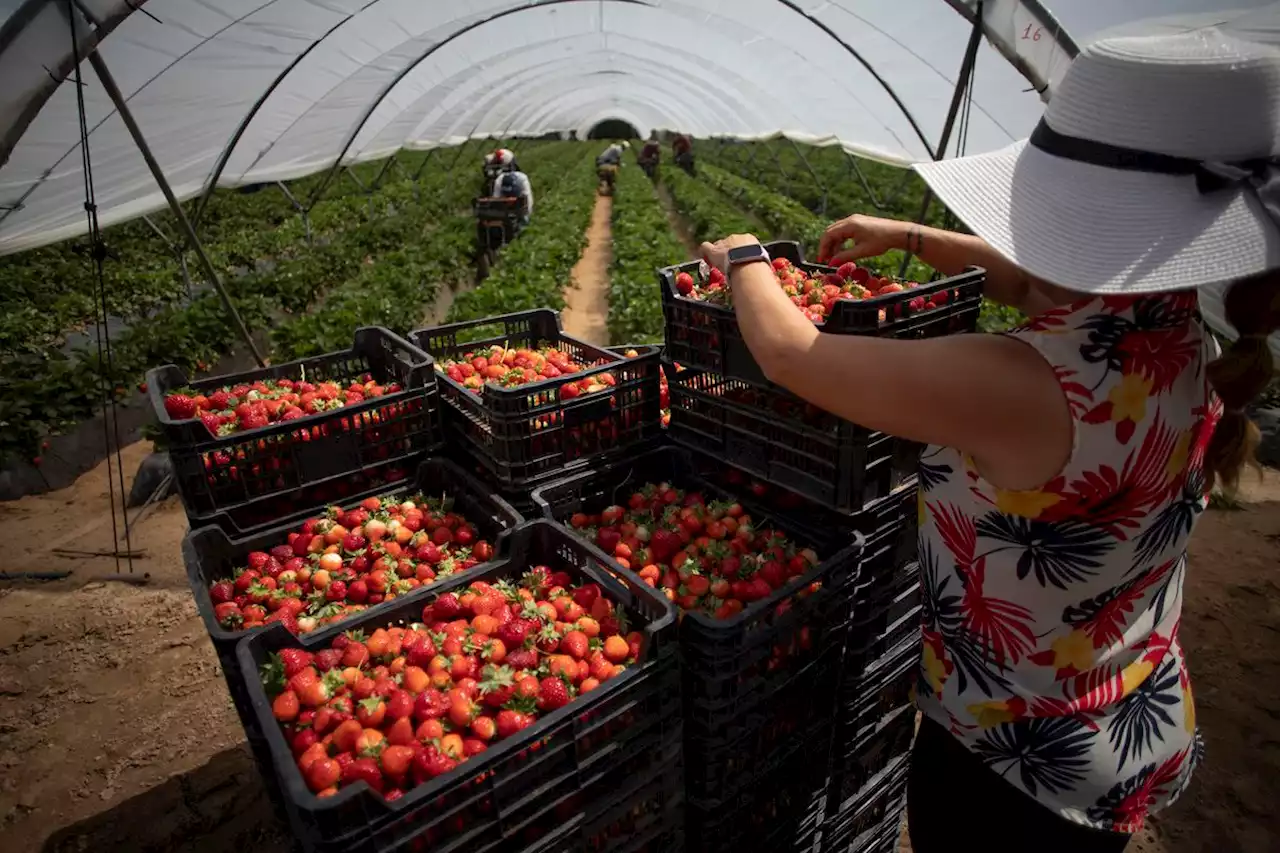 La Corona Norte de Doñana: un avispero de votos, regadíos y agricultores enfrentados