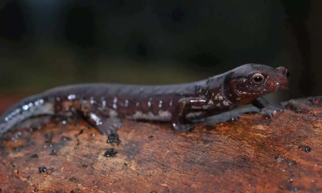 Descubren nueva especie de salamandra en predios que EPM tiene en Cundinamarca