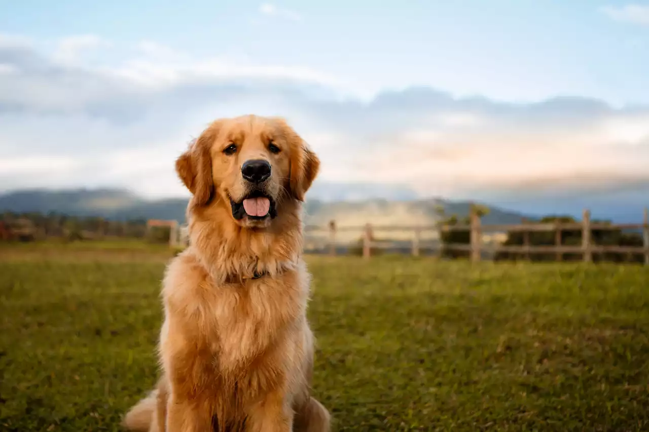 Perrito caminó durante 27 días para volver con la familia que lo abandonó