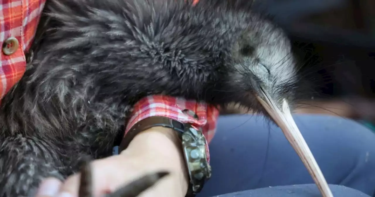 New Zealand fights to save its flightless national bird