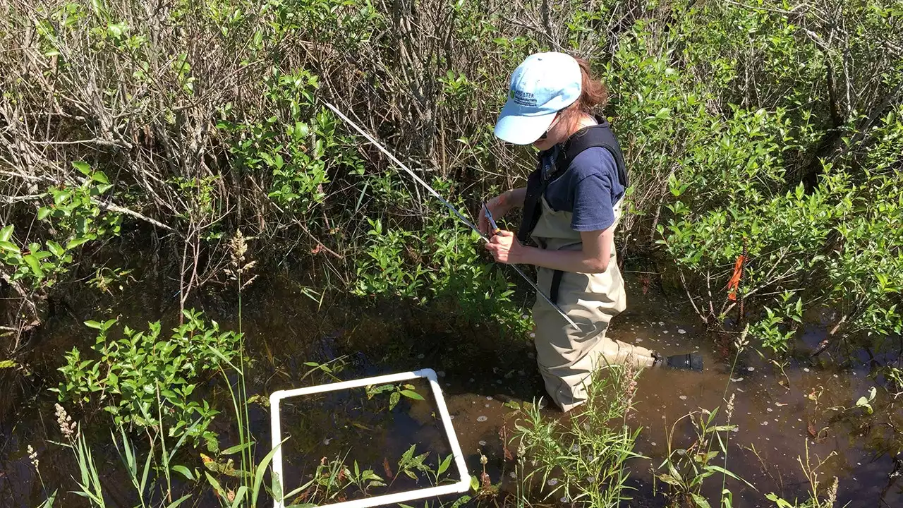 Climate chaos? Bugs will thrive in an ever-warming world, say scientists