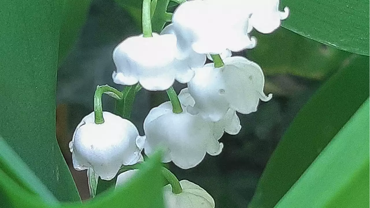 1er-Mai : le muguet peut rapporter gros