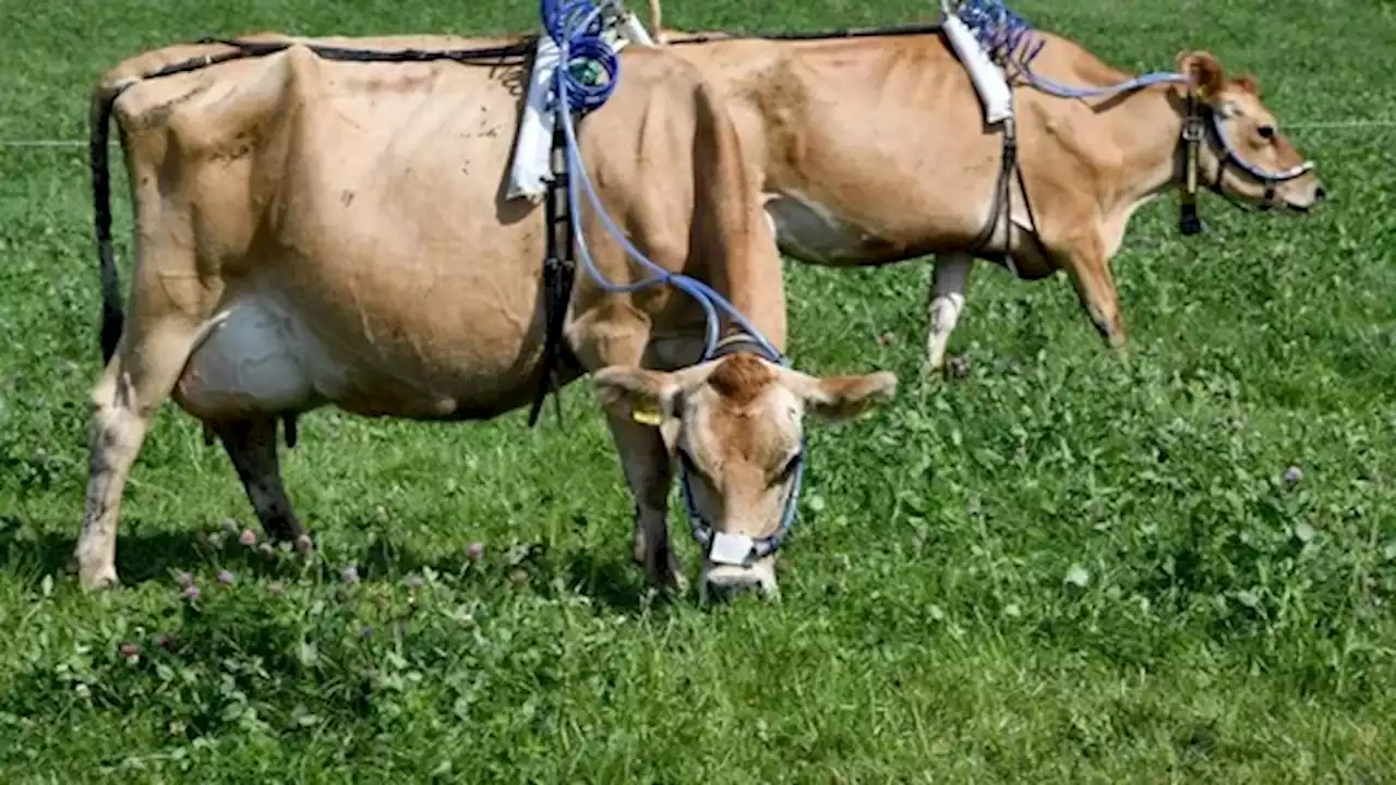 Climat : le Royaume Uni veut faire moins roter ses vaches