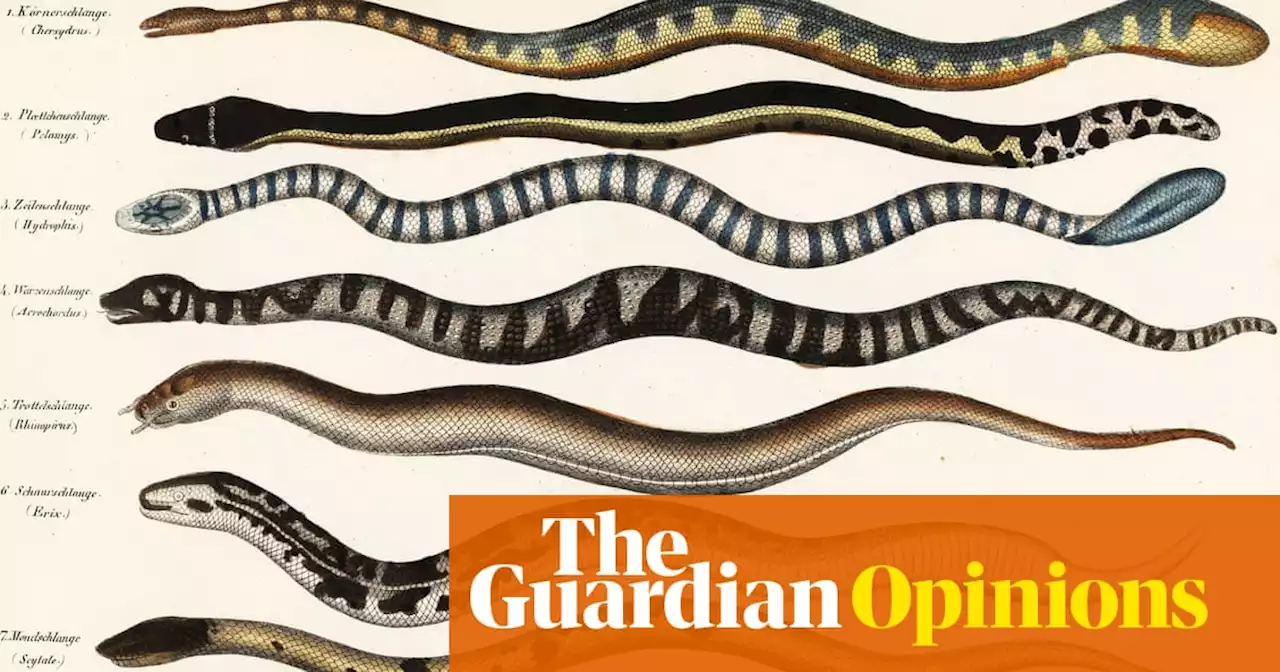 A sea snake: like a nightmare generated by a sleep app | Helen Sullivan