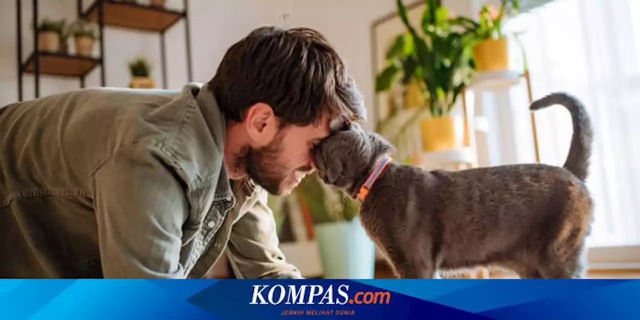 Apakah Kucing Memiliki Perasaan? Berikut Penjelasannya