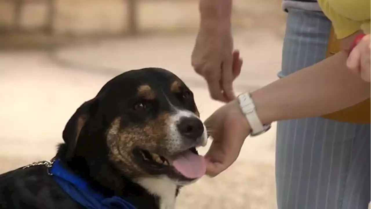 SAPD officer saves stray dog at police academy, now dog is a certified therapy animal