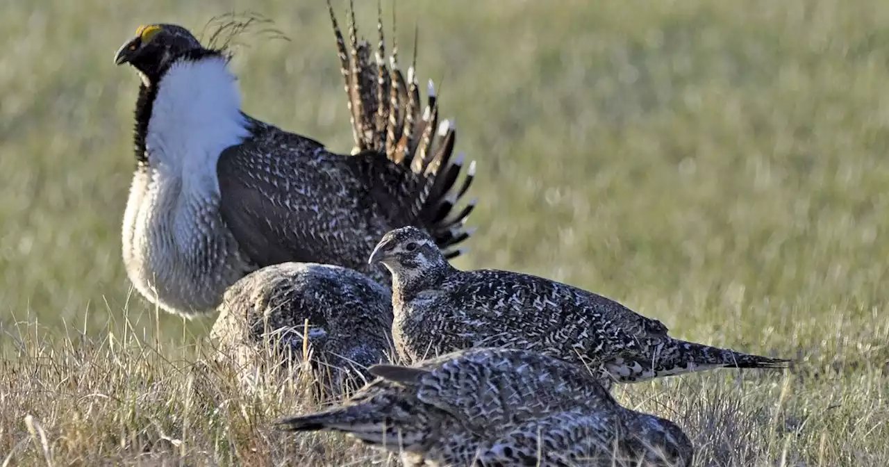 Epic snowpack upends rhythms of life for many species in Sierra Nevada range