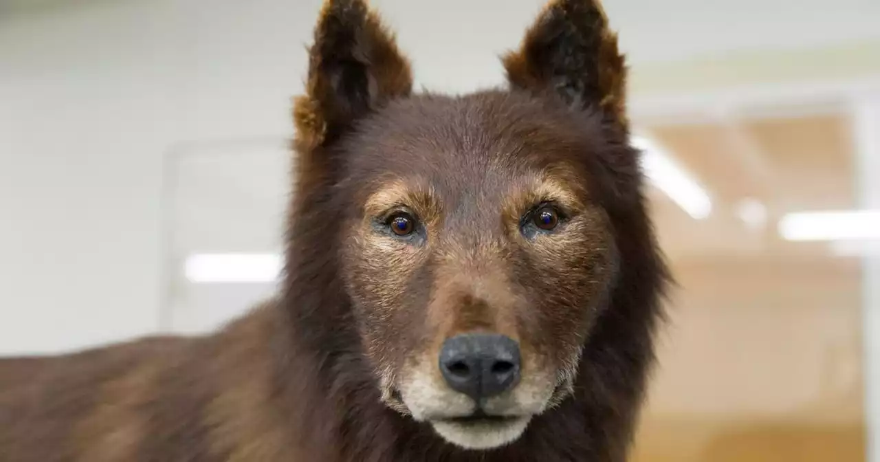 Cent ans après, l'exploit du célèbre chien américain Balto expliqué par son ADN