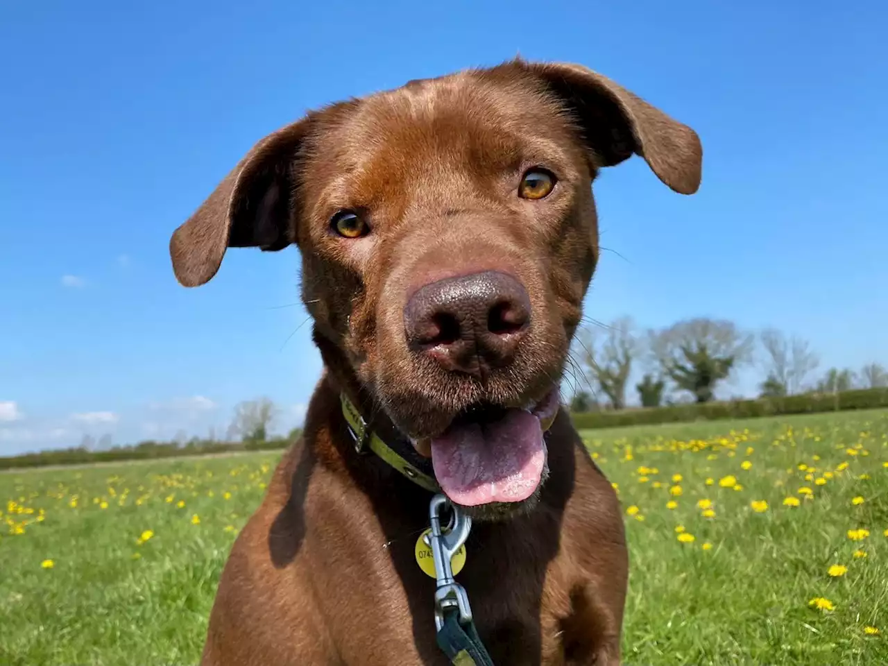 10 of the dogs looking for their forever home in Dogs Trust Leeds this month