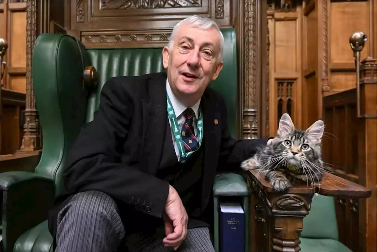 Mousing moggy Attlee gives King Charles a cat-egorical assurance over Coronation reception