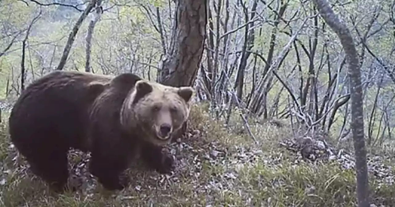 M62, orso trovato morto nel bosco in Trentino: l'ipotesi sulla sua fine