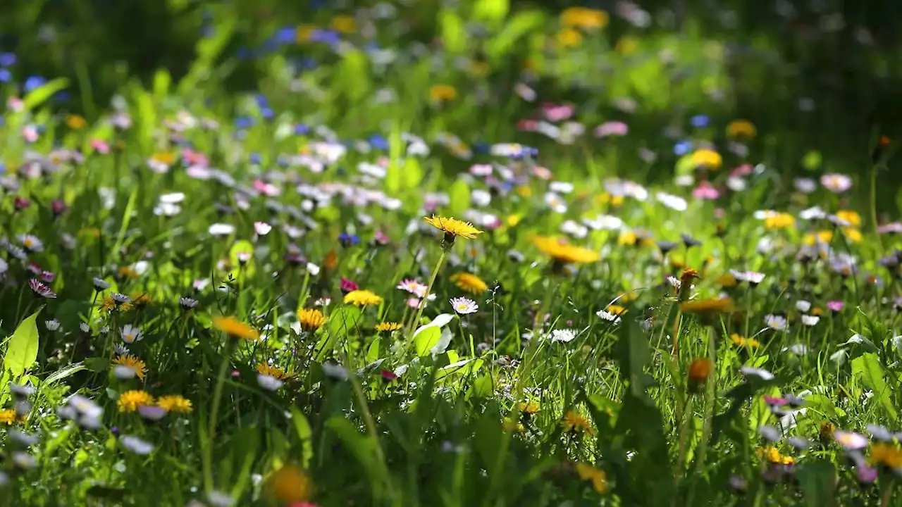 Den Rasen nicht mähen und Insekten helfen