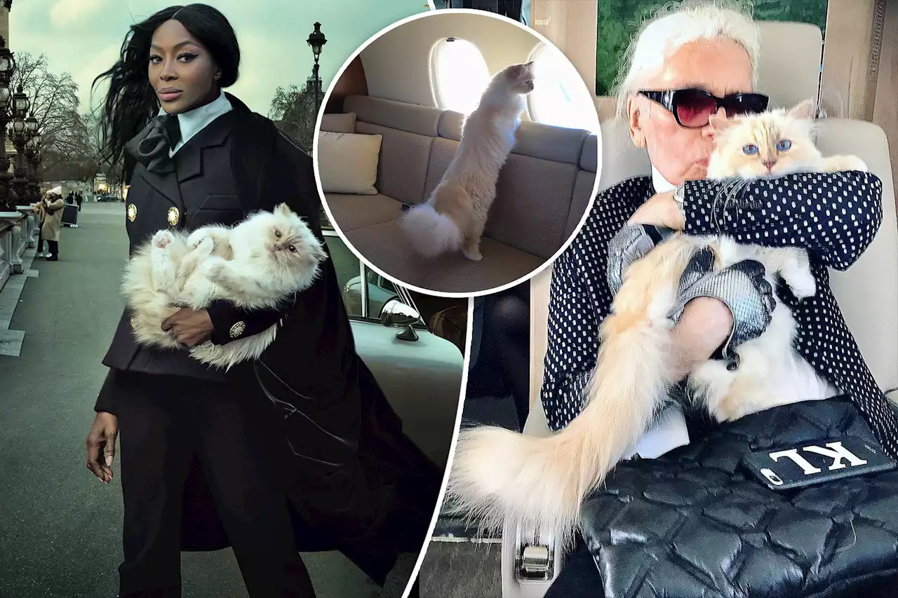 Karl Lagerfeld’s chic cat Choupette reveals if she will attend Met Gala