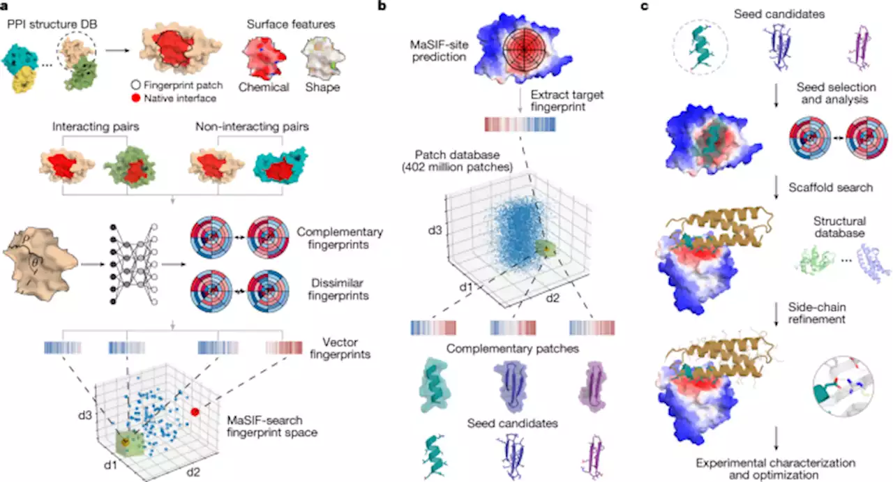 De novo design of protein interactions with learned surface fingerprints - Nature