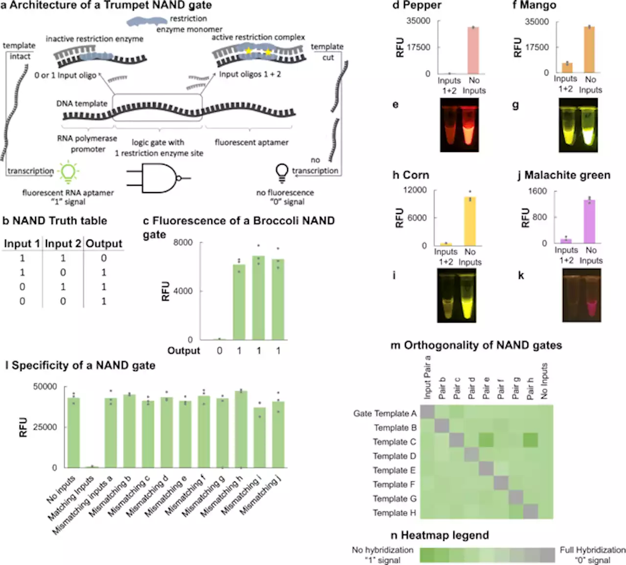 Trumpet is an operating system for simple and robust cell-free biocomputing - Nature Communications