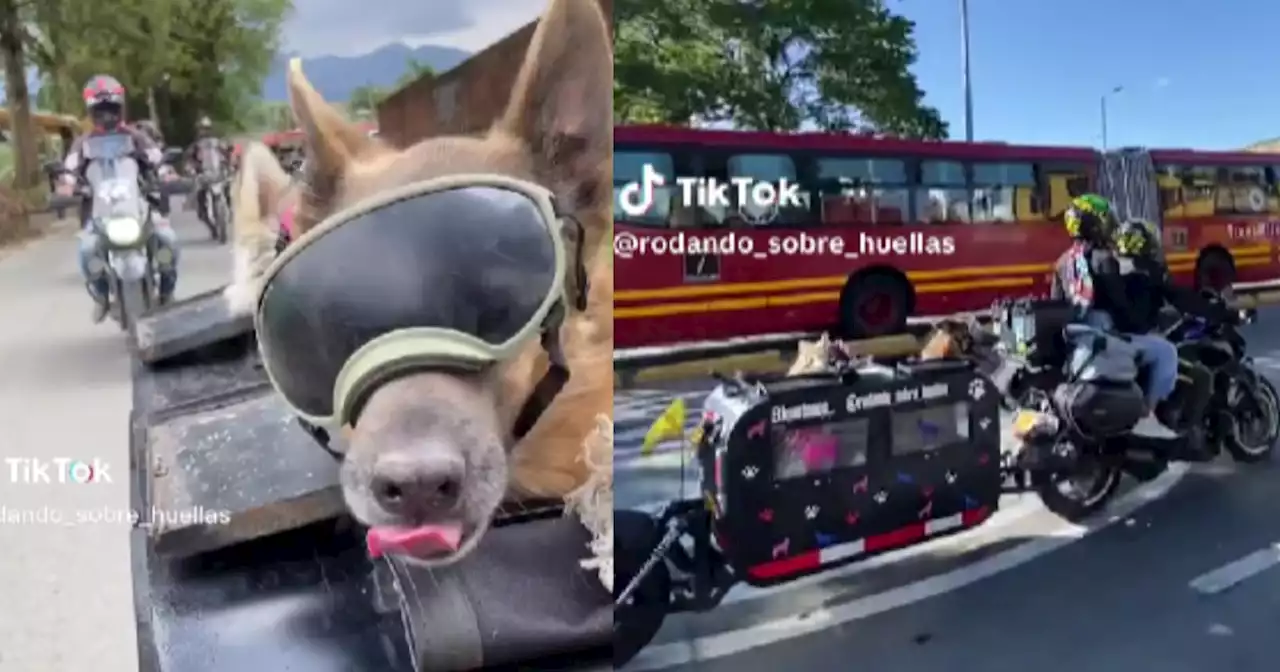 Qué ternura: Perritos moteros se tomaron las vías y el video ya es viral