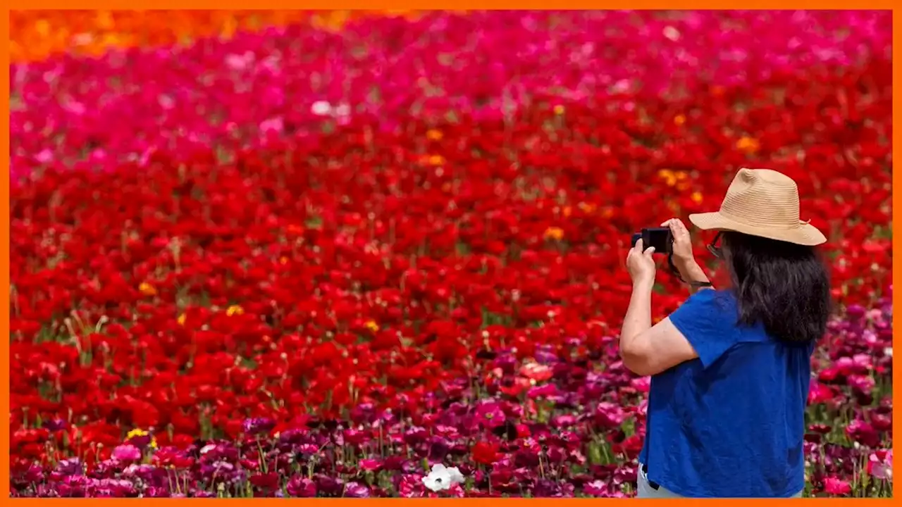 Flower fields of Carlsbad | Pictures | Reuters