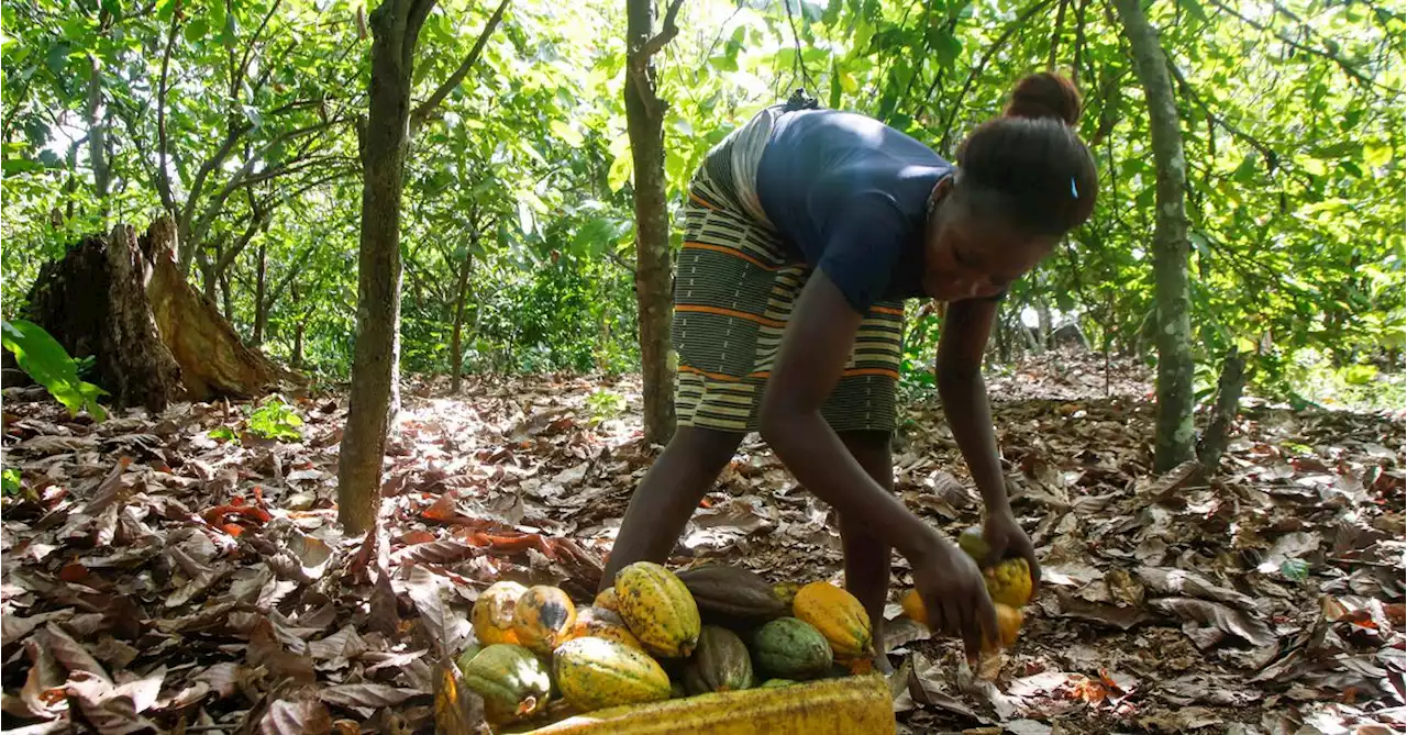 Ivory Coast cocoa mid-crop harvests pick up despite lack of rain, farmers say