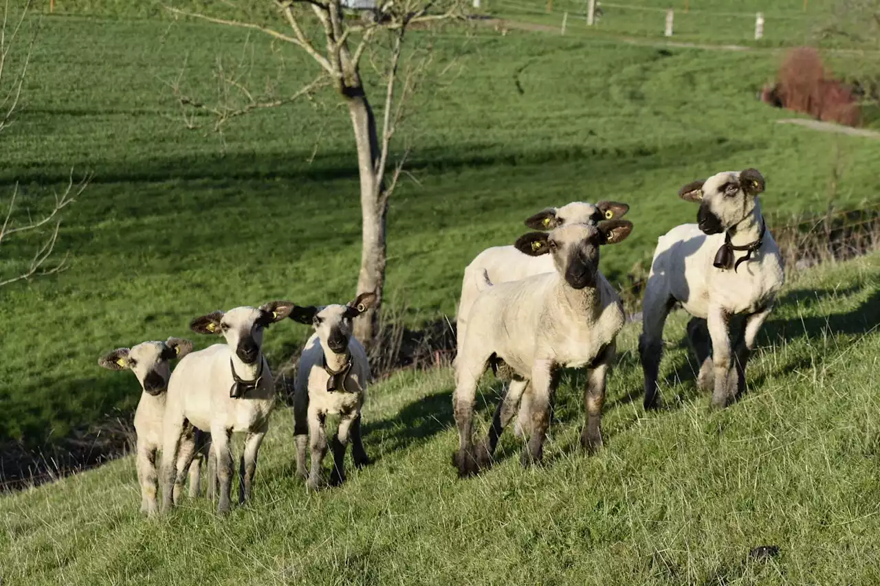 Auch sie geniessen den Frühling - Schweizer Bauer