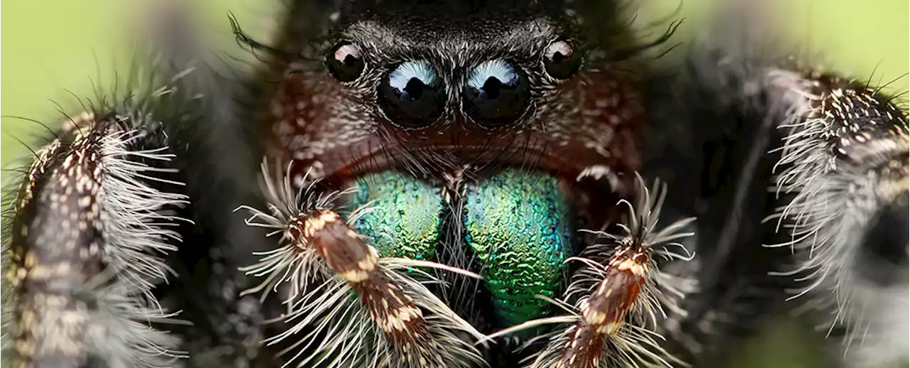 Spiders Can Get So Hungry They Start Losing Their Eyesight