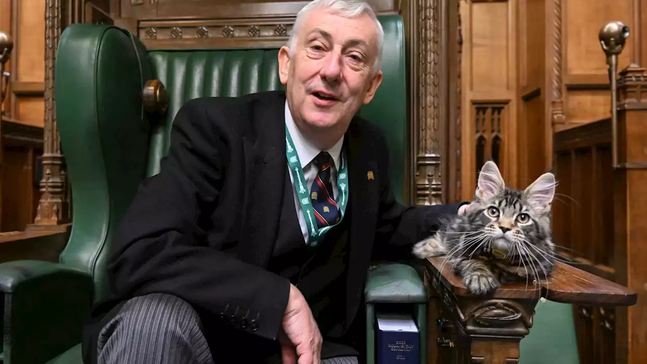 Speaker's cat has been checking parliament for mice ahead of coronation and found 'none', Sir Lindsay Hoyle says