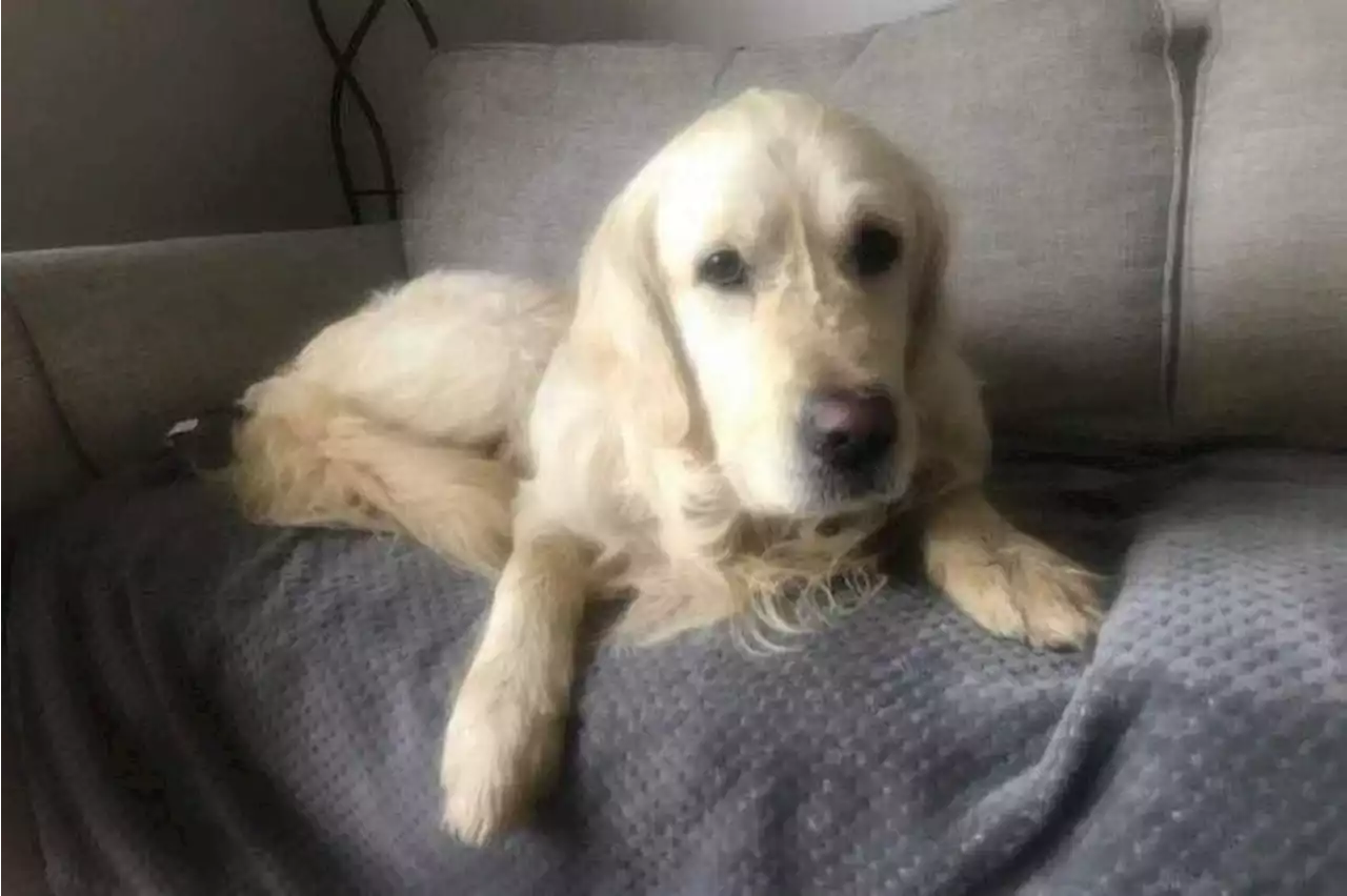 Dogged determination: Golden retriever walks 64km for 27 days for one last look at old home