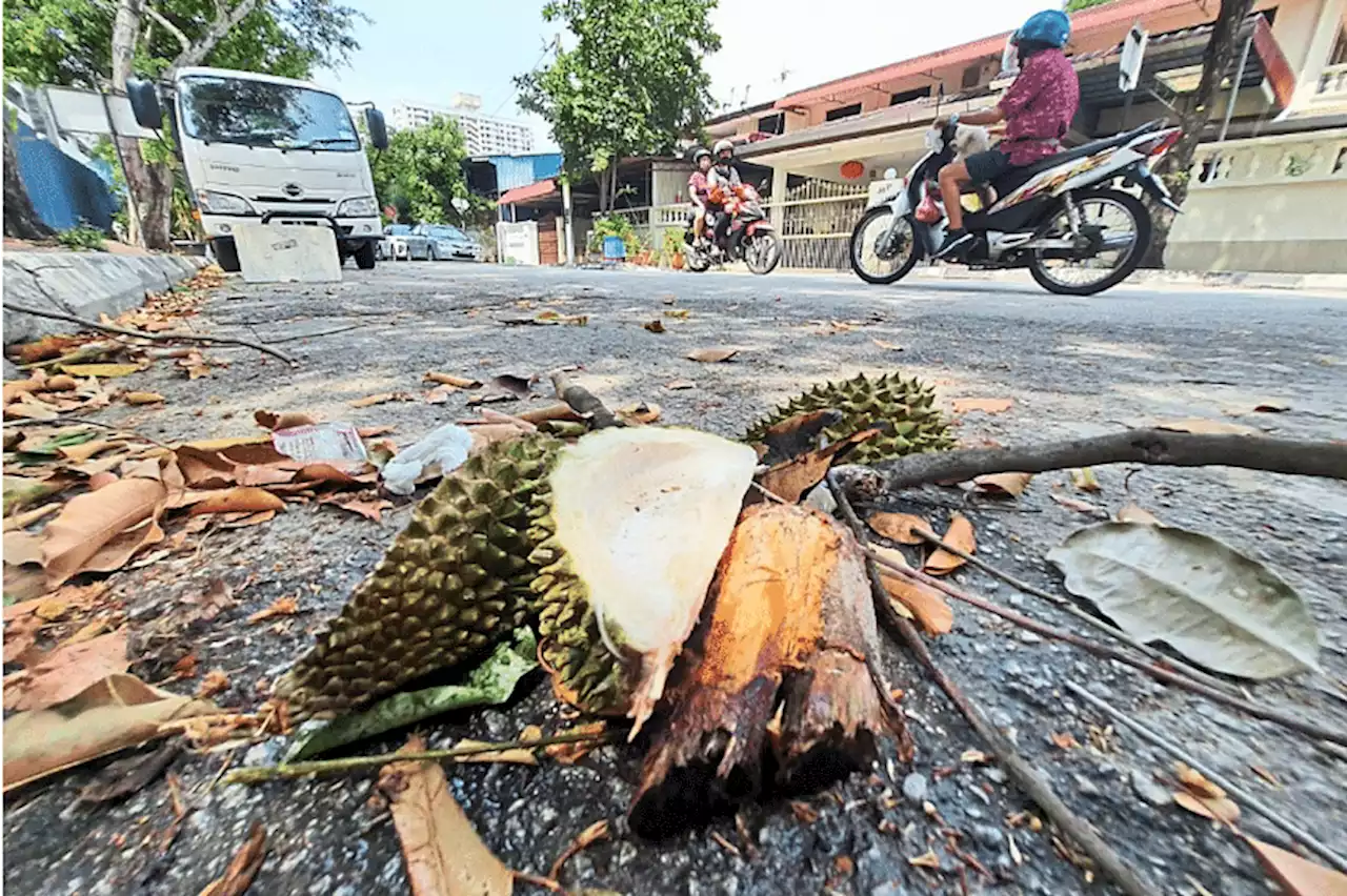 Improper disposal of durian skins can cause dengue cases to rise, says Penang official