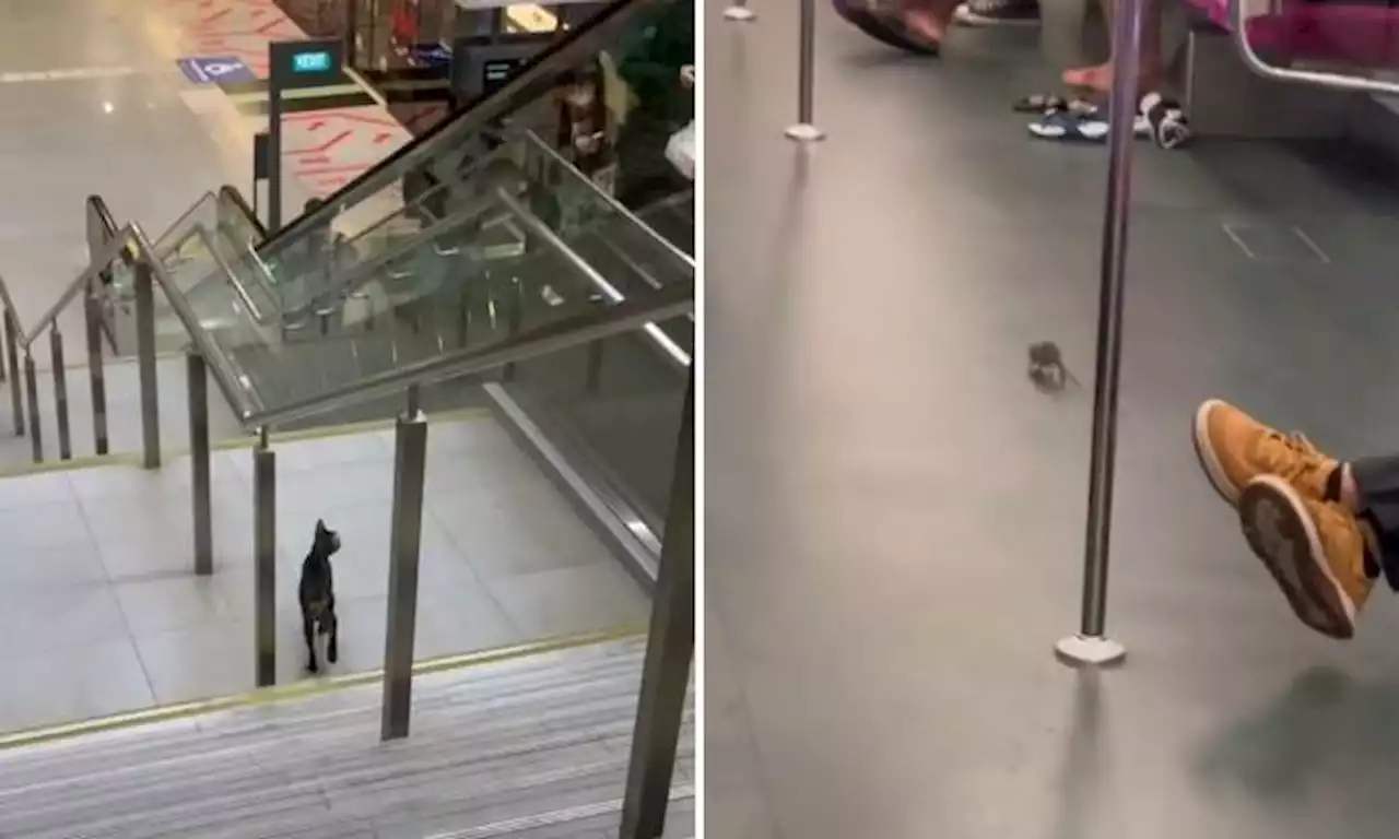 Tom looking for Jerry? Cat wanders into Pasir Panjang MRT station 2 days after rat spotted on train