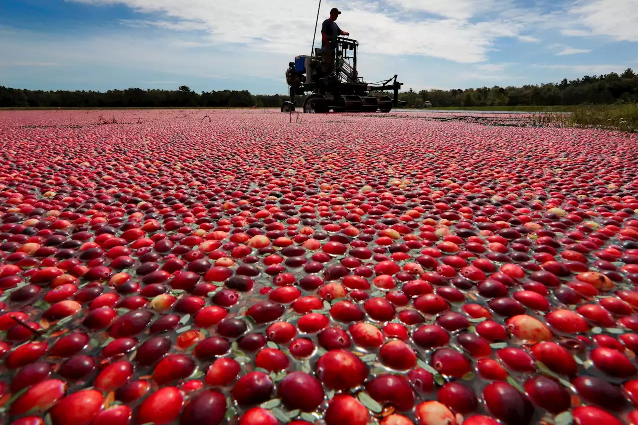 Pflanzenstoffe gegen Infektionen – Schützen Cranberrys vor Blasenentzündungen?