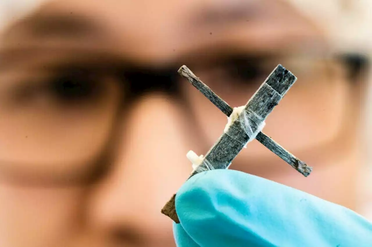 Boffins claim to create the world's first wooden transistor