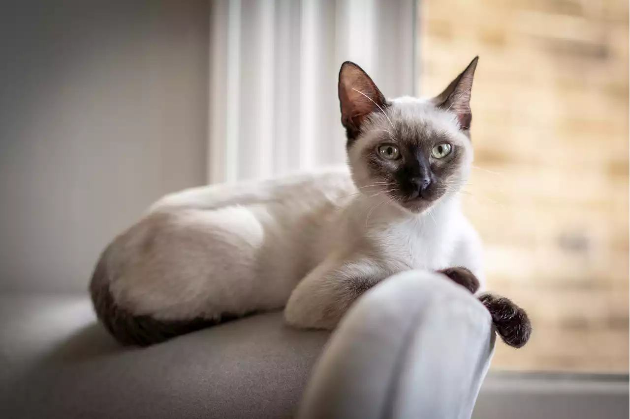 From a quiet dog to a lonely Siamese kitten - your pet queries answered