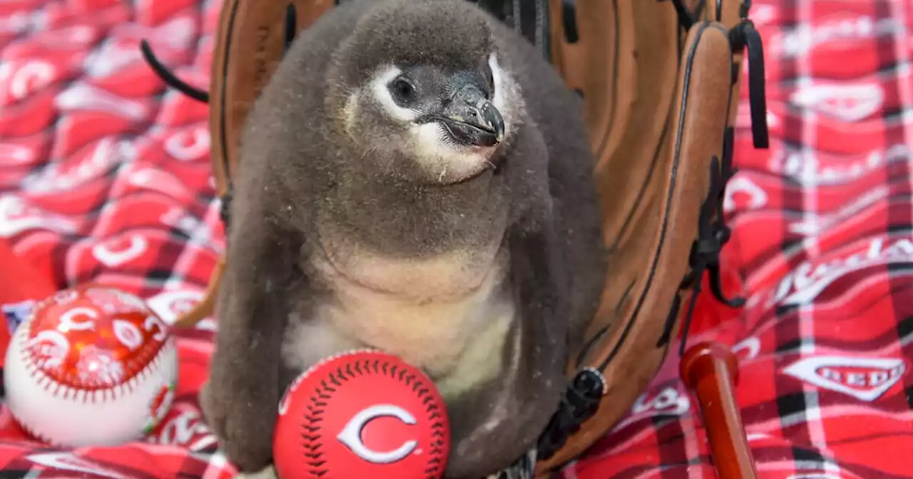 Cincy Zoo welcomes new African penguin, name it after Reds legend Barry Larkin