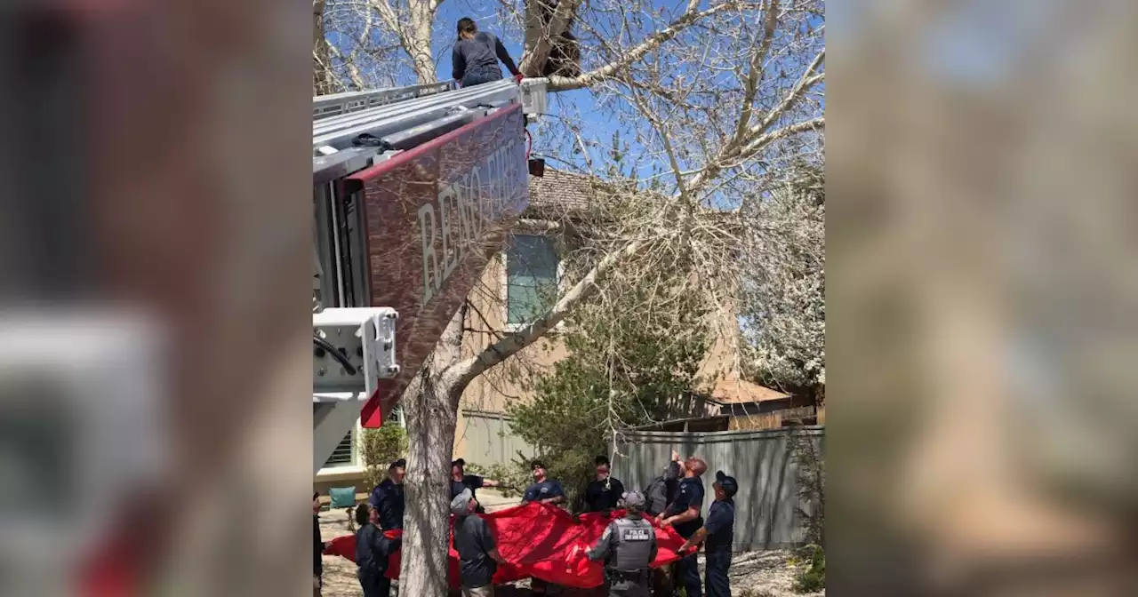 Nevada firefighters came to the rescue of a bear that got stuck in a tree