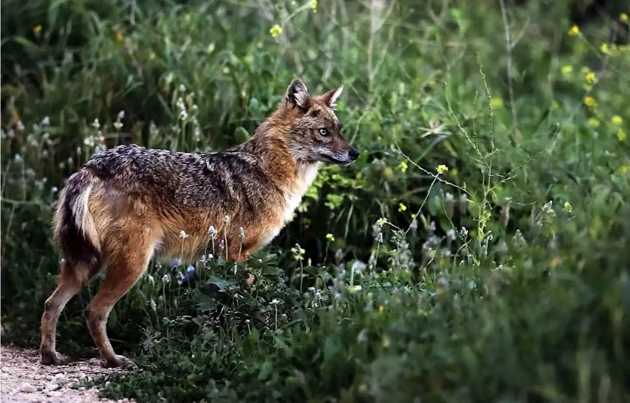 Un chacal doré repéré pour la première fois en Loire-Atlantique