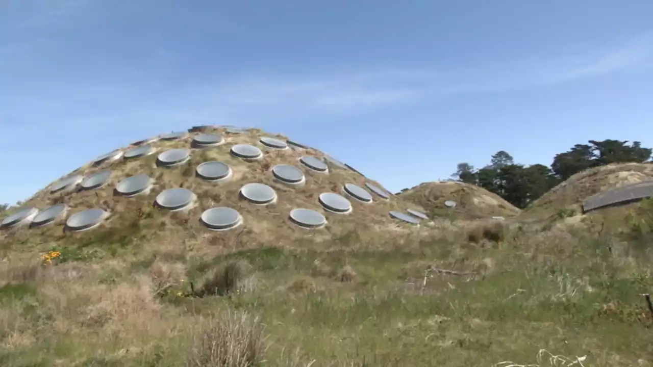 Here's how rooftop research in SF could capture new data on pollinators and other insects