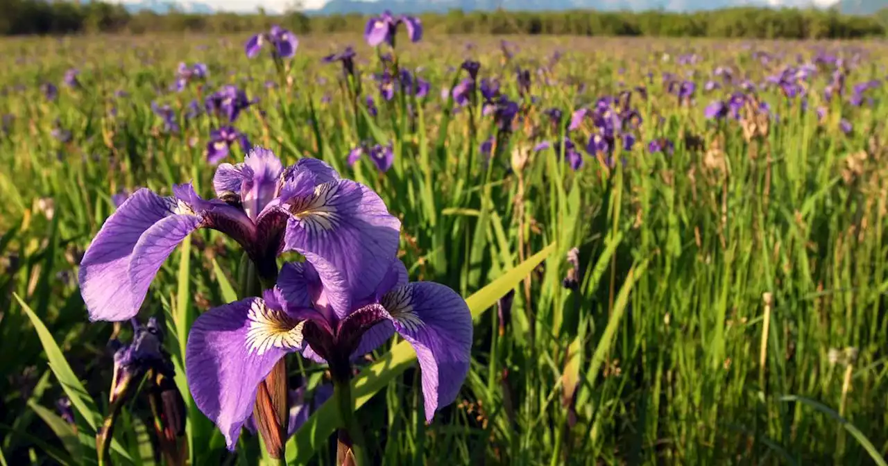 OPINION: Celebrating Alaska’s wild, native plants