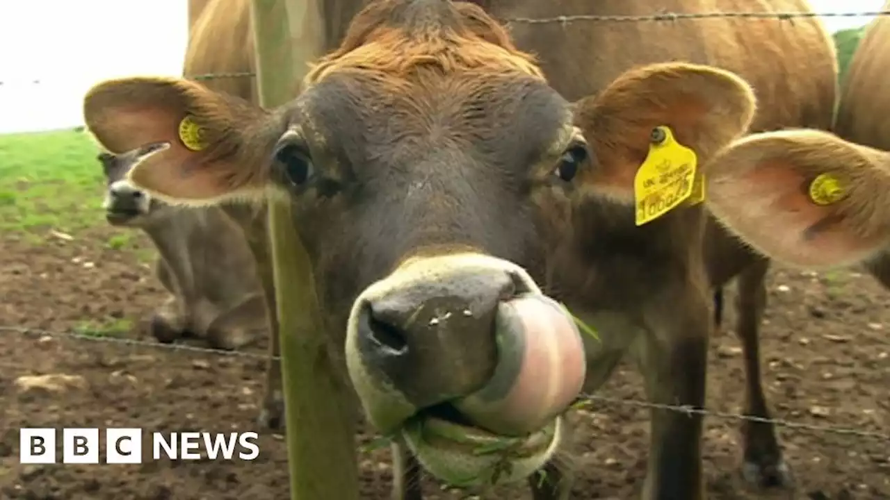 Hampshire farmer forced to cull cows after water cut off