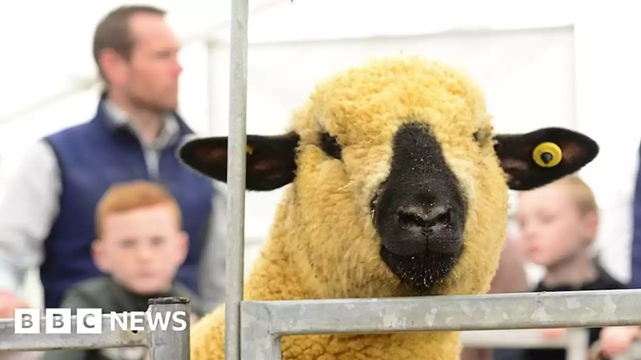 Balmoral Show 2023: Big crowds expected at 'highlight of the year'