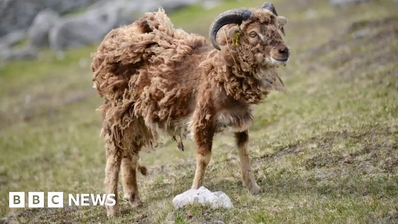 Starving sheep on St Kilda need help, say Western Isles vets