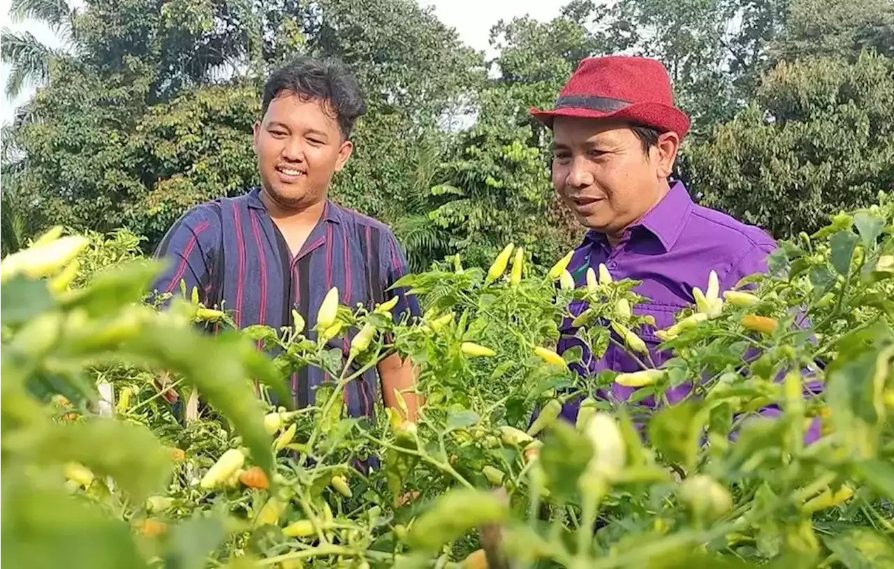 10 Tahun Riset, Peneliti IPB Hasilkan Cabai Terpedas dan Panen Melimpah